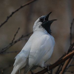 Naked-throated Bellbird at Barcelona, 30/05/11