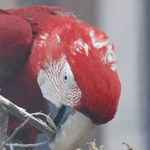 Green-winged Macaw at Barcelona, 30/05/11