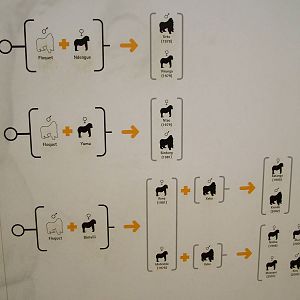 Gorilla Family Tree at Barcelona, 30/05/11