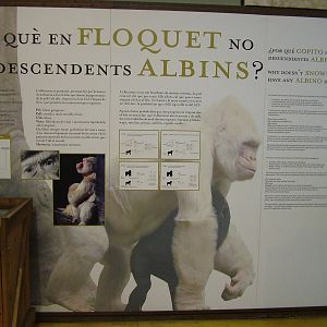 Gorilla Exhibition Display at Barcelona, 30/05/11