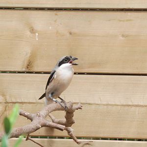Lesser Grey Shrike at Barcelona, 30/05/11