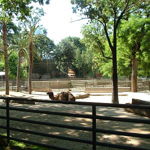 Dromedary Paddock at Barcelona, 30/05/11