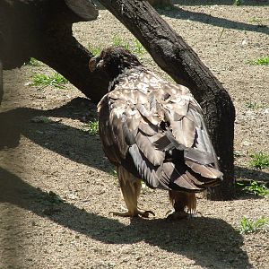 Subadult Lammergeier at Barcelona, 30/05/11