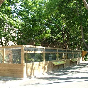 Lesser Grey Shrike Aviaries at Barcelona, 30/05/11