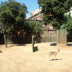 Impala and Tortoise Paddock at Barcelona, 30/05/11
