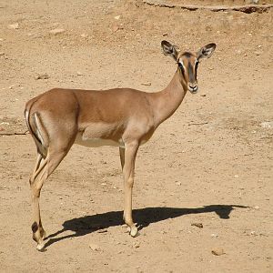 Black-faced Impala at Barcelona, 30/05/11