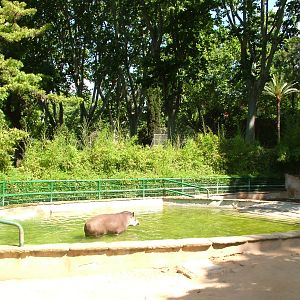 Brazilian Tapir Pool at Barcelona, 30/05/11