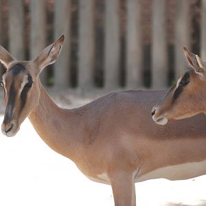 Black-faced Impala at Barcelona, 30/05/11
