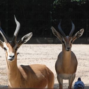 Saharan Dorcas Gazelles at Barcelona, 30/05/11