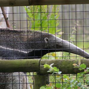 Giant Anteater @ Chester; 01.07.2011