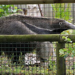 Giant Anteater @ Chester; 01.07.2011