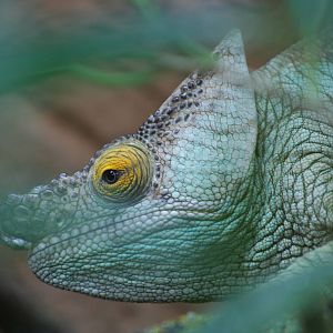 Parson's Chameleon @ Chester; 01.07.2011