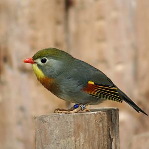 Pekin Robin @ Chester; 01.07.2011