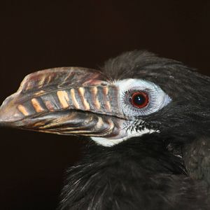 Female Tarictic Hornbill @ Chester; 01.07.2011