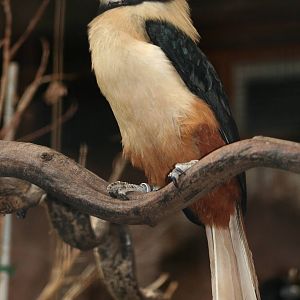 Male Tarictic Hornbill @ Chester; 01.07.2011