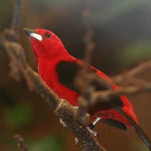 Male Brazilian Tanager @ Chester; 01.07.2011