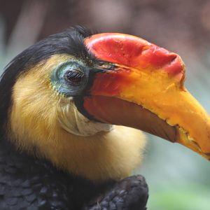 Male Wrinkled Hornbill @ Chester; 01.07.2011