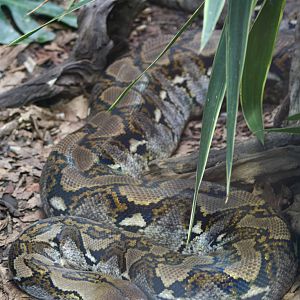 Reticulated Python @ Chester; 01.07.2011