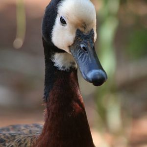 White-faced Whistling Duck @ Chester; 01.07.2011