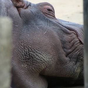 Common Hippo @ Whipsnade; 02.07.2011