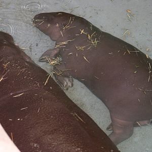 Pygmy Hippo & calf @ Whipsnade; 02.07.2011