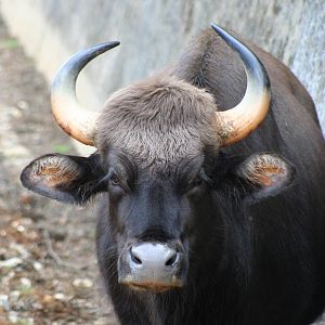 Gaur @ Whipsnade; 02.07.2011