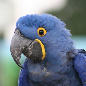 Hyacinth Macaw @ Whipsnade; 02.07.2011