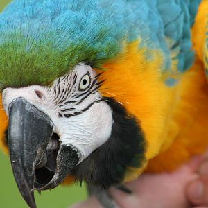 Blue & Yellow Macaw @ Whipsnade; 02.07.2011