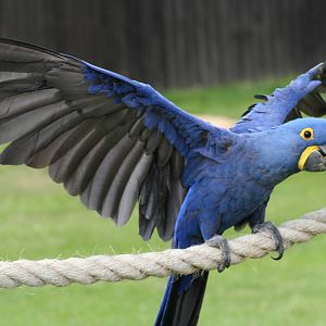 Hyacinth Macaw @ Whipsnade; 02.07.2011