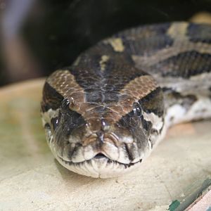 Burmese Python @ Whipsnade; 02.07.2011