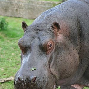 Common Hippo @ Whipsnade; 02.07.2011