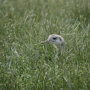 You aint seen me, right!?