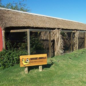 Aviaries of Green Cardinal (Gubernatrix cristata
