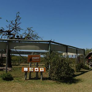 Coati Exhibit Bioparque M'Bopicuá (Uruguay)