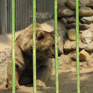 Syrian brown bear(tehran zoo)