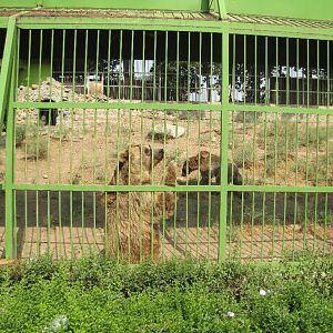 Syrian brown bear(tehran zoo)