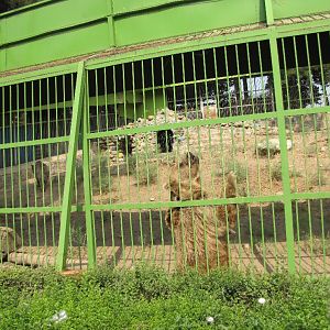 Syrian brown bear(tehran zoo)