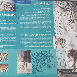 Persian Leopard introduces panel(tehran zoo)
