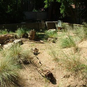 Crested Porcupine Exhibit at Barcelona, 30/05/11