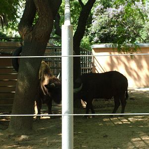 Bison Meets Buffalo at Barcelona, 30/05/11