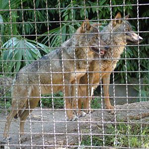 Iberian Wolves at Barcelona, 30/05/11