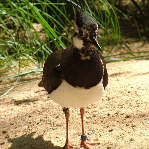 Northern Lapwing at Barcelona, 30/05/11
