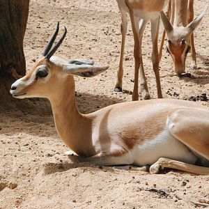 Saharan Dorcas Gazelles at Barcelona, 30/05/11