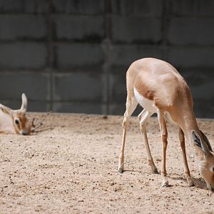 Saharan Dorcas Gazelles at Barcelona, 30/05/11