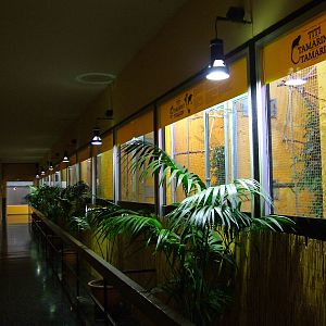 Callitrichid House at Barcelona, 30/05/11