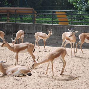 Saharan Dorcas Gazelles at Barcelona, 30/05/11