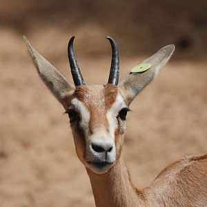 Saharan Dorcas Gazelle at Barcelona, 30/05/11