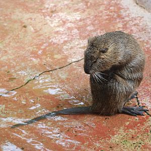 Coypu at Barcelona, 30/05/11