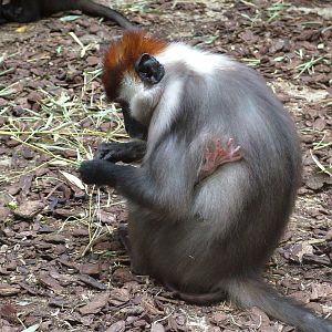 Cherry-crowned Mangabeys at Barcelona, 30/05/11