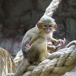 Northern Talapoin at Barcelona, 30/05/11